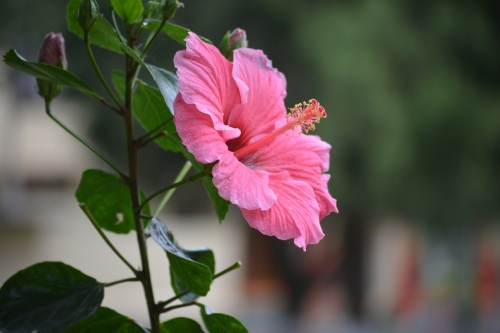 If you just want to relax, you can adore a variety of colourful and exotic flowers bloom in Coorg.