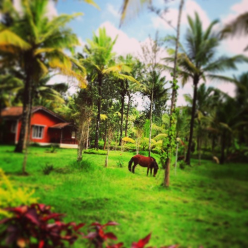 An Instagram Shot of the Eco Habitat Resort. With the pony and a bunch of other animals, the Eco Habitat resort was far from the maddening crowd in city. 